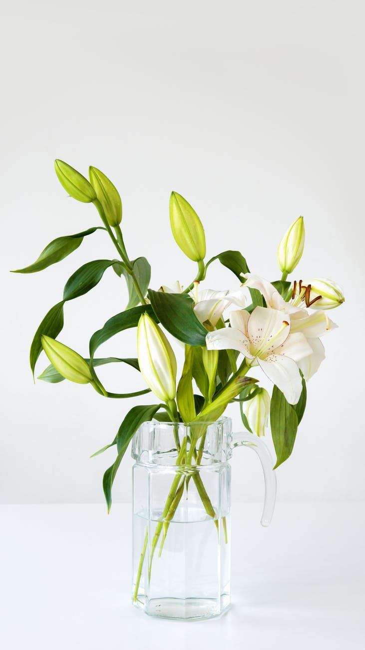 blooming white lilies in a glass pitcher vase