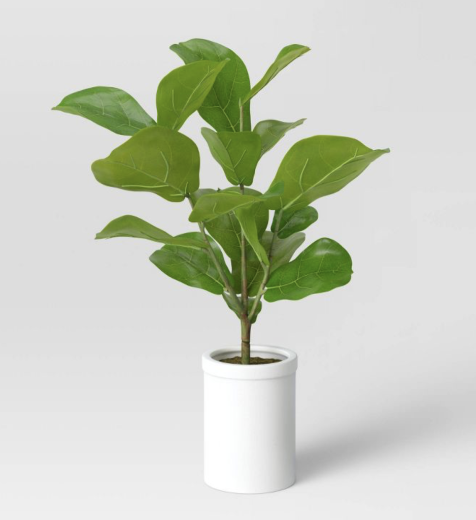 plants for a coastal office